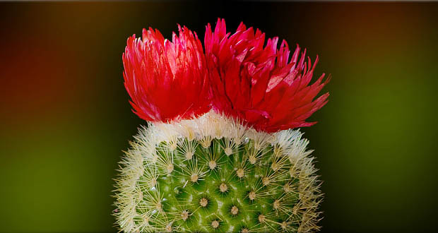 God’s Little Flower Cactus: A Harder Path to Holiness