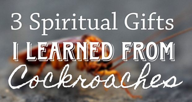 3 Spiritual Gifts I Learned from Cockroaches