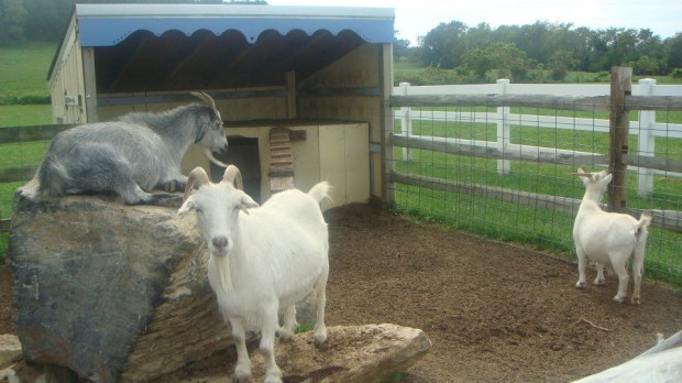 Simple Ways We Celebrate The First Day of School - A Petting Zoo