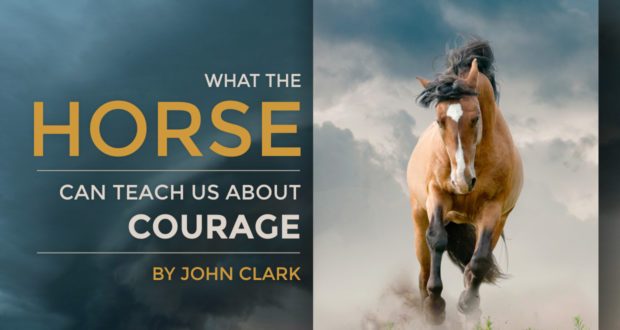 What the Horse Can Teach Us About Courage - by John Clark