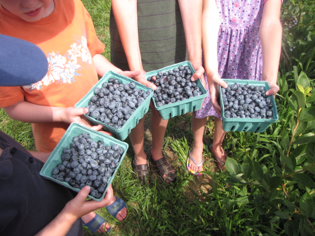 The Barrett Family | Berry Hunting - Blueberry Style