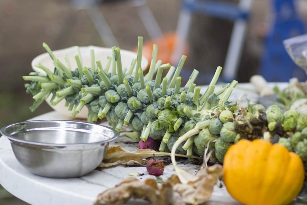 Gardening & Home Schooling: Eating What You Learn - by Heather Kerbis