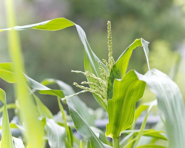 Gardening & Home Schooling: Eating What You Learn - by Heather Kerbis