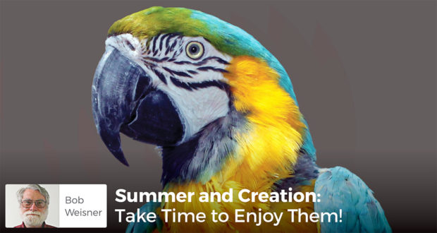 Summer & Creation: Take Time to Enjoy Them - Bob Weisner