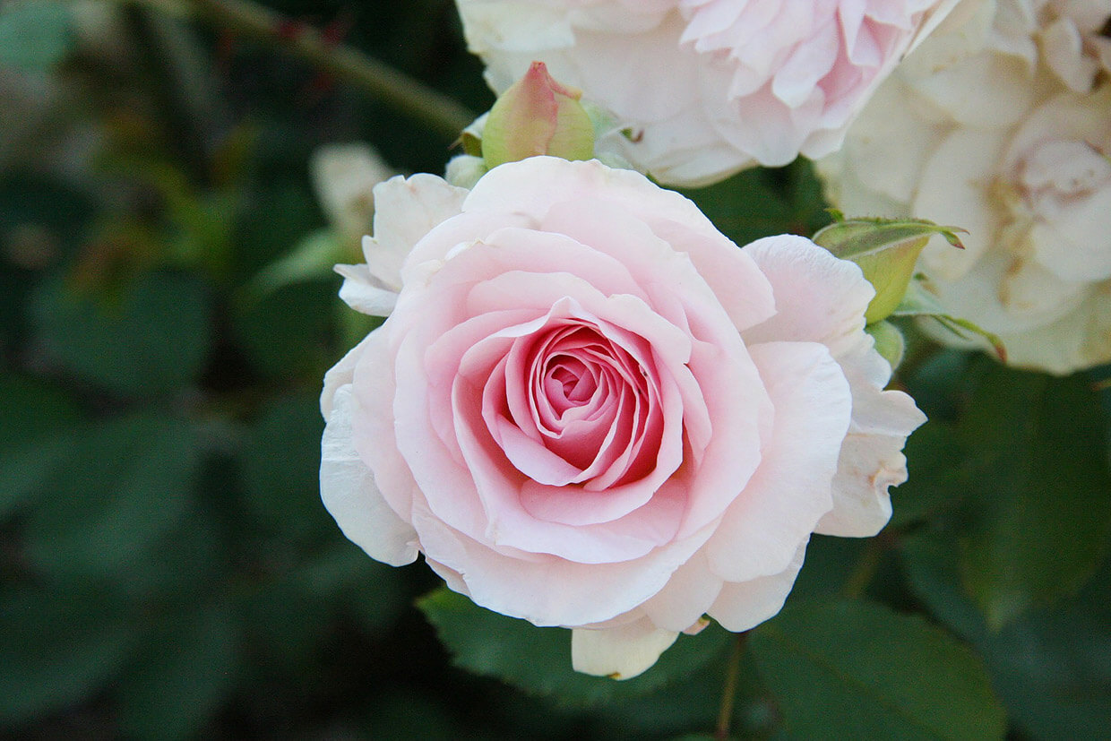 How Roses From St. Therese Changed My Life Forever - Abby Sasscer 