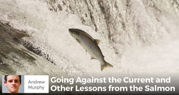 Going Against the Current and Other Lessons from the Salmon - Andrew Murphy