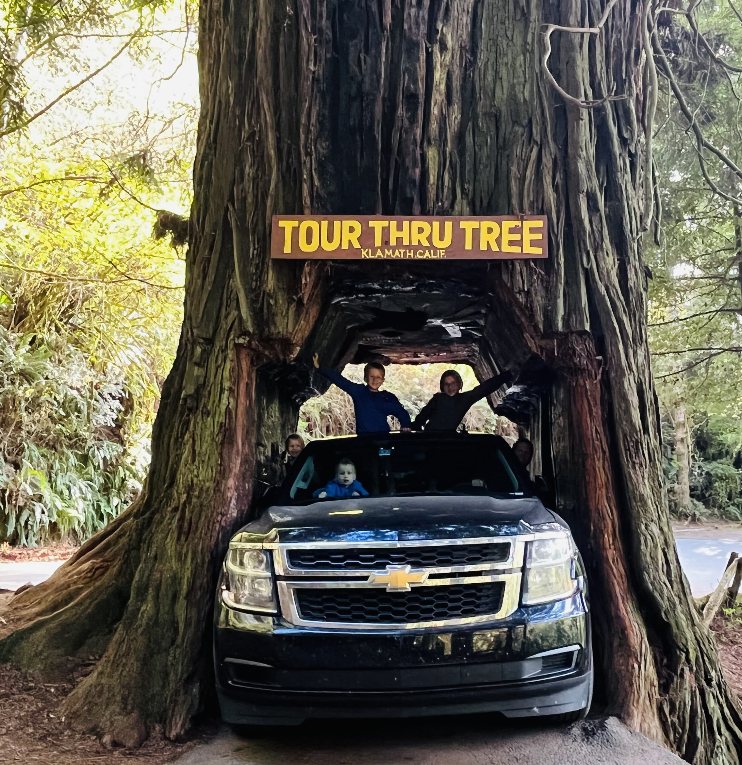 tree